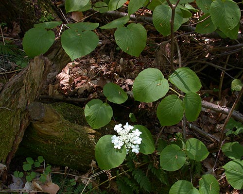 Hobblebush